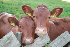 Cattle Farmer